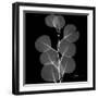 Xray Eucalyptus-Albert Koetsier-Framed Art Print