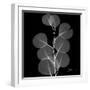 Xray Eucalyptus-Albert Koetsier-Framed Art Print