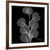 Xray Eucalyptus-Albert Koetsier-Framed Premium Giclee Print