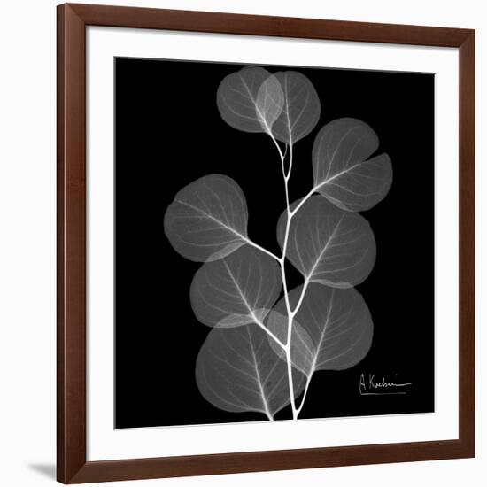 Xray Eucalyptus-Albert Koetsier-Framed Premium Giclee Print