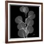 Xray Eucalyptus-Albert Koetsier-Framed Premium Giclee Print