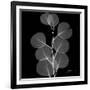 Xray Eucalyptus-Albert Koetsier-Framed Premium Giclee Print