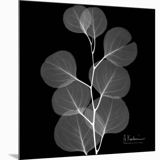 Xray Eucalyptus-Albert Koetsier-Mounted Premium Giclee Print