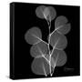 Xray Eucalyptus-Albert Koetsier-Framed Stretched Canvas