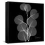 Xray Eucalyptus-Albert Koetsier-Framed Stretched Canvas