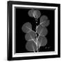 Xray Eucalyptus-Albert Koetsier-Framed Premium Giclee Print