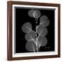 Xray Eucalyptus-Albert Koetsier-Framed Premium Giclee Print