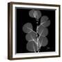 Xray Eucalyptus-Albert Koetsier-Framed Premium Giclee Print