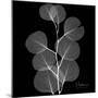 Xray Eucalyptus-Albert Koetsier-Mounted Premium Giclee Print