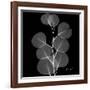 Xray Eucalyptus-Albert Koetsier-Framed Art Print