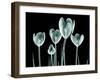 Xray Image of a Flower Isolated on Black , the Crocus-posteriori-Framed Art Print