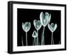 Xray Image of a Flower Isolated on Black , the Crocus-posteriori-Framed Art Print