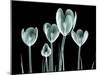 Xray Image of a Flower Isolated on Black , the Crocus-posteriori-Mounted Art Print