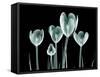 Xray Image of a Flower Isolated on Black , the Crocus-posteriori-Framed Stretched Canvas