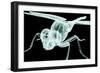 Xray Image of an Insect Isolated on Black with Clipping Path. 3D Illustration.-posteriori-Framed Art Print