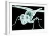 Xray Image of an Insect Isolated on Black with Clipping Path. 3D Illustration.-posteriori-Framed Art Print