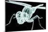 Xray Image of an Insect Isolated on Black with Clipping Path. 3D Illustration.-posteriori-Mounted Art Print