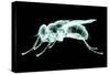 Xray Image of an Insect Isolated on Black with Clipping Path. 3D Illustration.-posteriori-Stretched Canvas