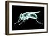 Xray Image of an Insect Isolated on Black with Clipping Path. 3D Illustration.-posteriori-Framed Art Print