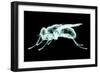 Xray Image of an Insect Isolated on Black with Clipping Path. 3D Illustration.-posteriori-Framed Art Print