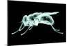 Xray Image of an Insect Isolated on Black with Clipping Path. 3D Illustration.-posteriori-Mounted Art Print