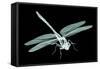 Xray Image of an Insect Isolated on Black with Clipping Path. 3D Illustration.-posteriori-Framed Stretched Canvas