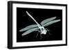 Xray Image of an Insect Isolated on Black with Clipping Path. 3D Illustration.-posteriori-Framed Art Print