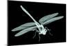 Xray Image of an Insect Isolated on Black with Clipping Path. 3D Illustration.-posteriori-Mounted Art Print