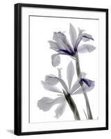 Xray Iris-Judy Stalus-Framed Photographic Print