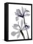 Xray Iris-Judy Stalus-Framed Stretched Canvas