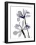 Xray Iris-Judy Stalus-Framed Photographic Print