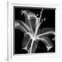 Xray Lily-Albert Koetsier-Framed Art Print