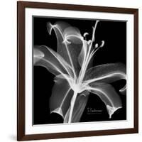 Xray Lily-Albert Koetsier-Framed Art Print