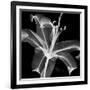 Xray Lily-Albert Koetsier-Framed Art Print