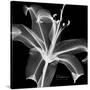 Xray Lily-Albert Koetsier-Stretched Canvas