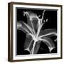 Xray Lily-Albert Koetsier-Framed Art Print