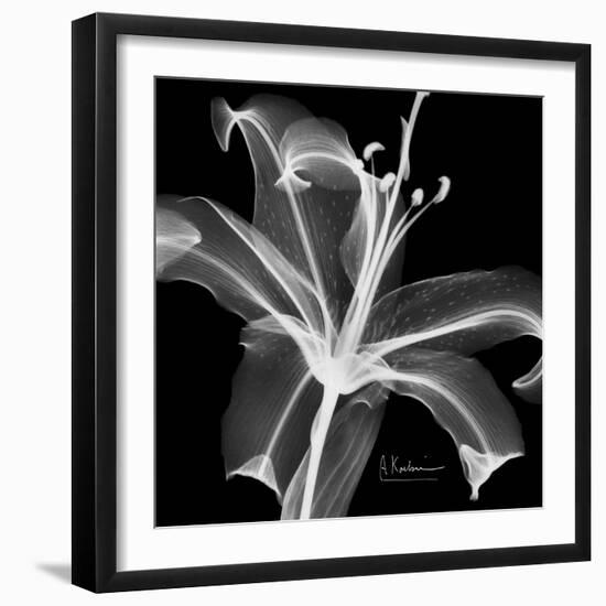 Xray Lily-Albert Koetsier-Framed Art Print