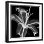 Xray Lily-Albert Koetsier-Framed Art Print