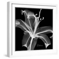 Xray Lily-Albert Koetsier-Framed Art Print