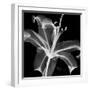 Xray Lily-Albert Koetsier-Framed Art Print