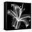 Xray Lily-Albert Koetsier-Framed Stretched Canvas