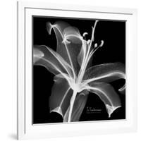 Xray Lily-Albert Koetsier-Framed Premium Giclee Print