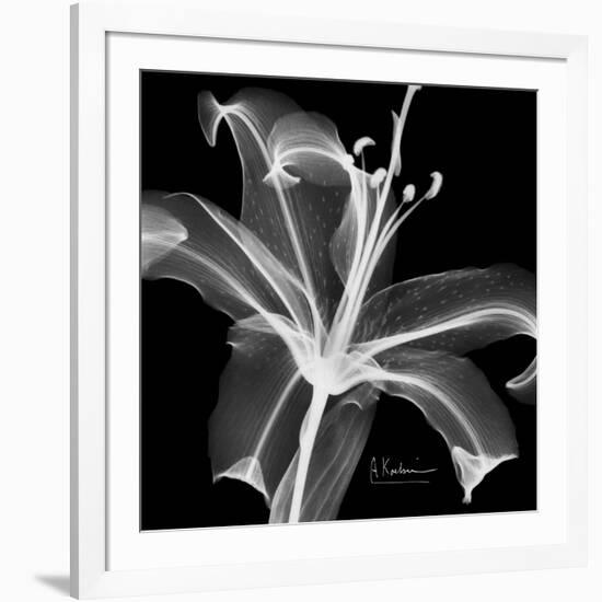 Xray Lily-Albert Koetsier-Framed Premium Giclee Print