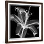 Xray Lily-Albert Koetsier-Framed Premium Giclee Print