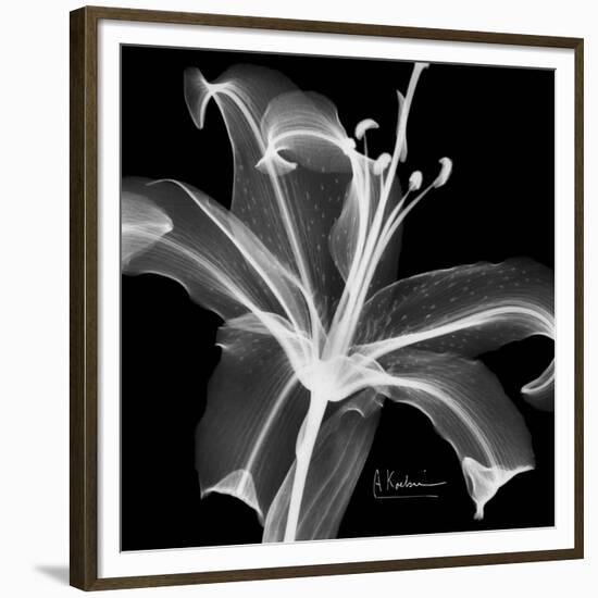 Xray Lily-Albert Koetsier-Framed Premium Giclee Print