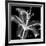 Xray Lily-Albert Koetsier-Framed Art Print