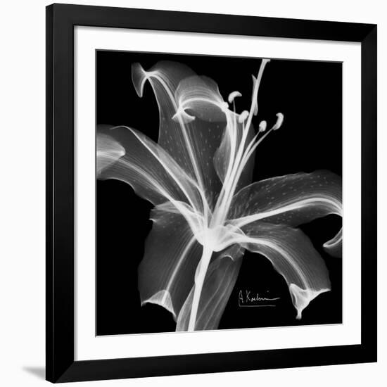 Xray Lily-Albert Koetsier-Framed Art Print