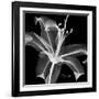 Xray Lily-Albert Koetsier-Framed Art Print