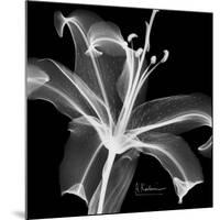 Xray Lily-Albert Koetsier-Mounted Art Print