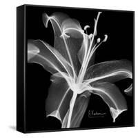 Xray Lily-Albert Koetsier-Framed Stretched Canvas